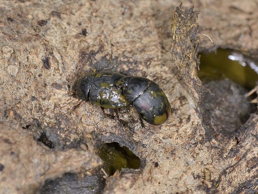 Sphaeridium scarabaeoides?